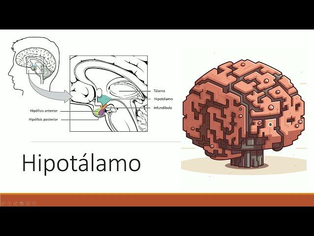 Neuroanatomía y fisiología del hipotálamo