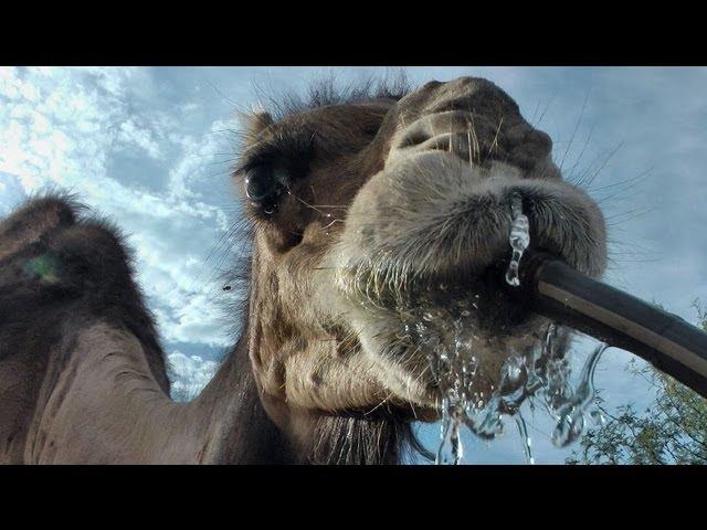 Camel drinks from the hose