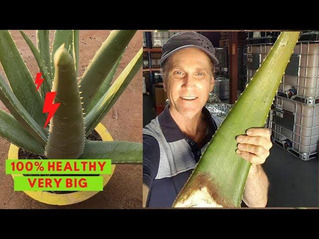 Aloe Vera Potting - Pruning and Fertilization