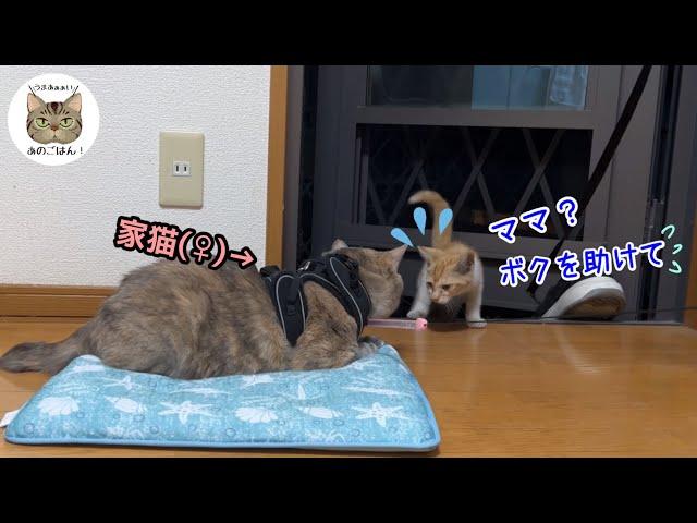 遂にガリガリに痩せた野良子猫が勝手口から入って来た！？【保護の一部始終】（過去動画がまだの方は概要欄リンクから）