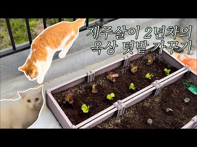 제주일상vlog오일장에서 낮막걸리 마시고 옥상에 모종 심기 | 한림 오일장. 513텐동. 고양이 잔뜩