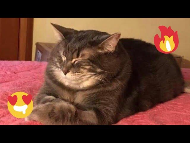  Funniest Cats and Dogs Videos  ||  Hilarious Animal Compilation №501