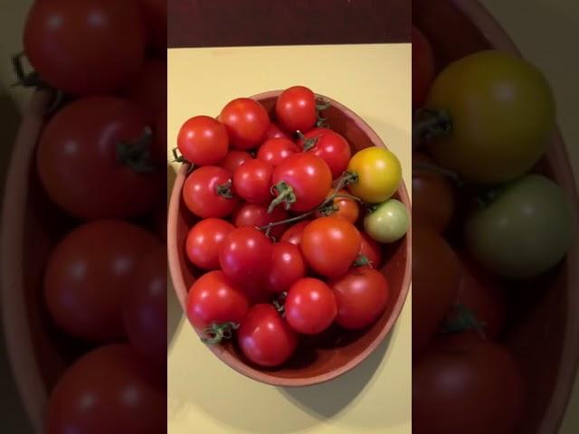 Container Garden Tomatoes