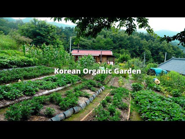 Food harvested from the organic garden this year~!!