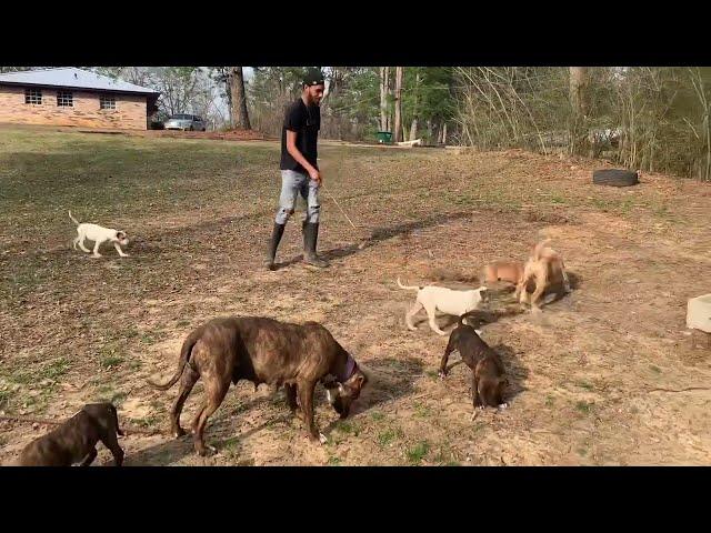 The Puppies Are Out  Pitbulls And Americanbully Pup With MarcosTVG