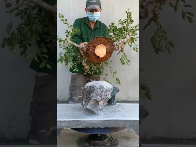 Làm tác phẩm bonsai.