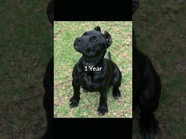 Babby pitbull to big pitbull #dog #short #video#