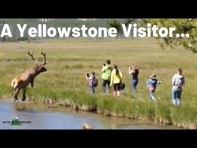 Stupid Yellowstone Behavior: Top 10