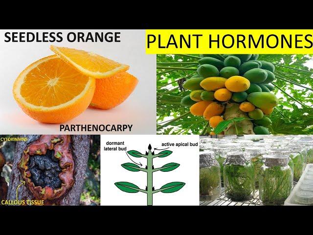 Plant Hormones Applications in Agriculture