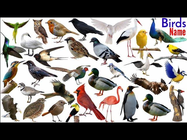 Name of Birds |Birds Name Hindi & English language |Birds name english| Birds Name And Sound | Birds