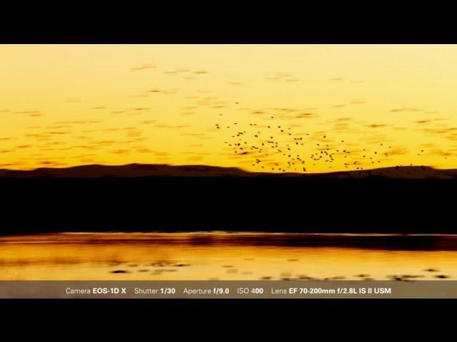 Canon: Bird Photography with Arthur Morris: Sunrise and Sunset Blurs and Silhouettes