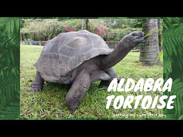 討摸摸的亞達伯拉象龜petting Aldabra Tortoise│猩巴達