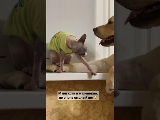 Самый смелый кот в мире‍️