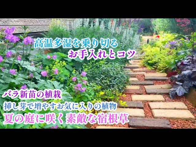 【夏越し準備＊素敵な宿根草とハーブの庭】【挿し木＊病気に強いバラ植栽】【庭づくり】ガーデニング/クリスマスローズ