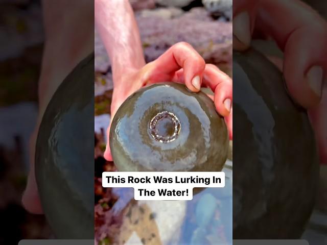 What Will Be Inside?! Finding Fossils On The Beach! 