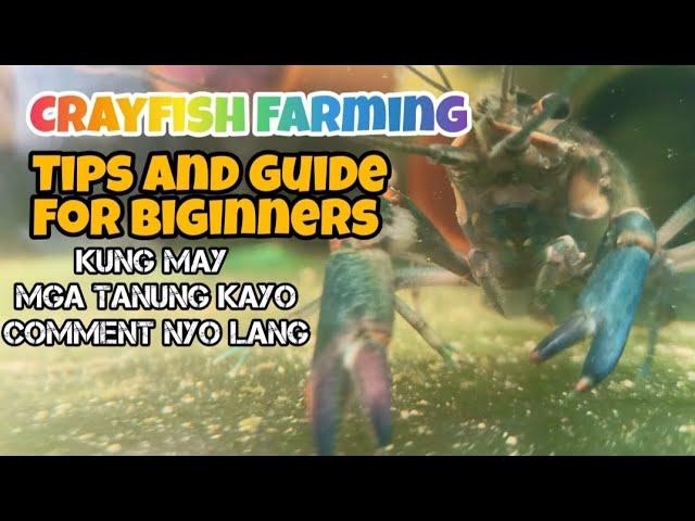 Crayfish farming tip's and guide for beginners