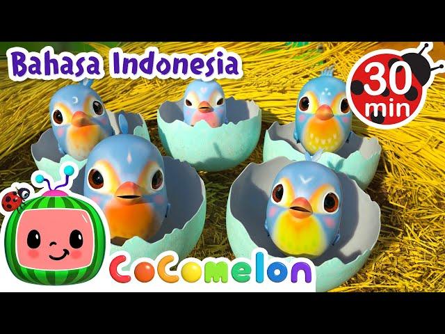 Sarang Burung Kecil | CoComelon | Kartun dan Lagu Anak | Moonbug Kids Indonesia | Nursery Rhymes