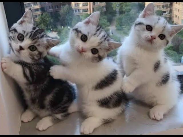  Funny kittens for a good mood!  The best jokes with cats and kittens! 