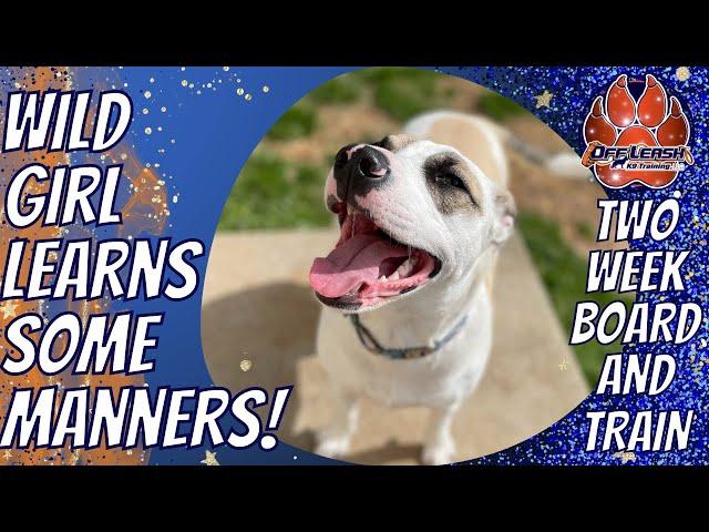 Middle TN Dog Trainers - 8 Month Old Female Pitbull/Aussie Mix Gets Confidence in 2 Weeks