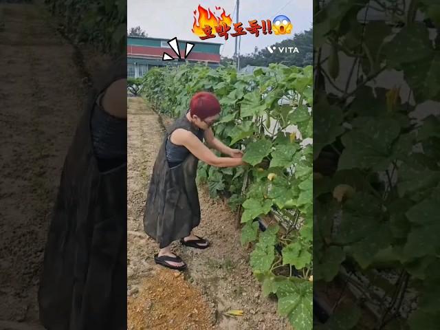 남의밭에서 왜이러실까!!#코믹#일상#이해자다육