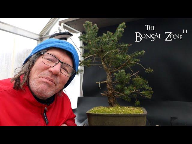 Pruning My Oldest Douglas Fir, The Bonsai Zone, Dec 2024