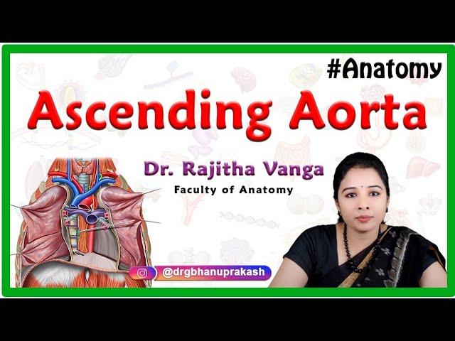 Anatomy of Ascending aorta, Aortic arch and Descending thoracic aorta - MBBS 1st year Anatomy #NEXT