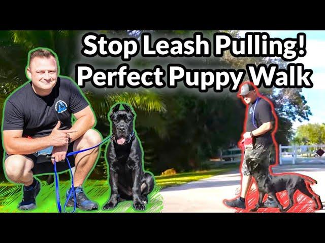 How to Train Your Puppy to Off Leash Heel | For Beginners