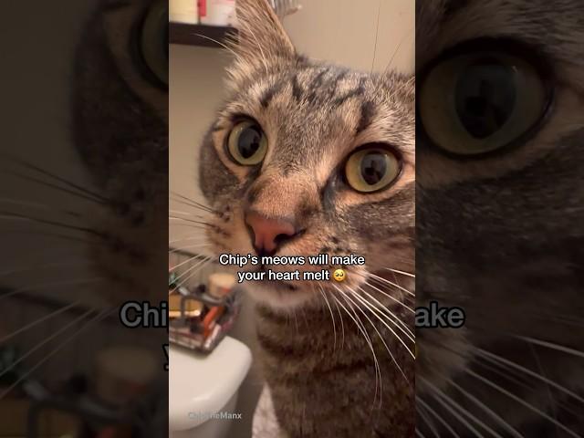 Chip’s Meows are GUARANTEED to make you CRY 