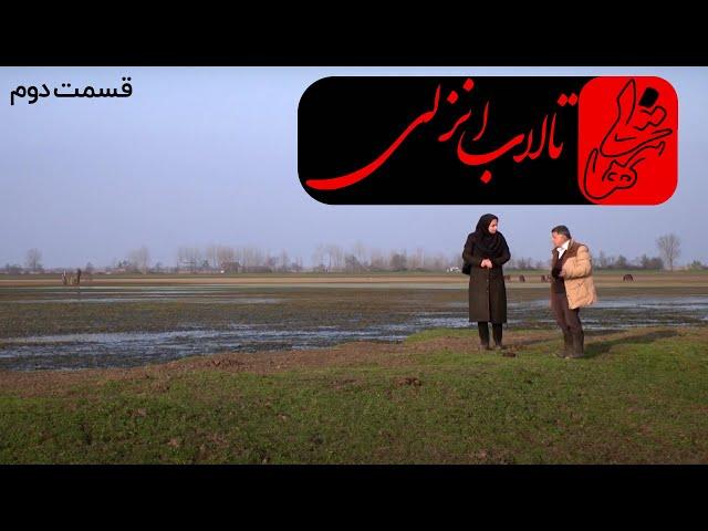 مستند تنهایی - صدای آب - تالاب انزلی - قسمت دوم | Anzali Lagoon