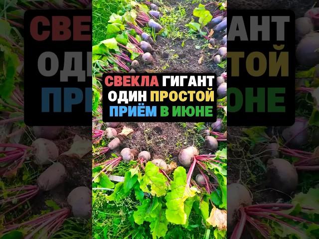 Свекла выросла большая и сладкая как мед
