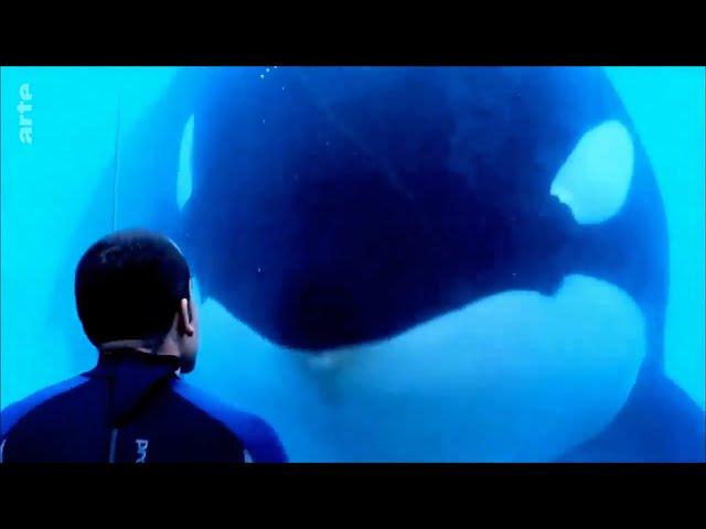 Blackfish-Der Killerwal und die Seaworld Skandale