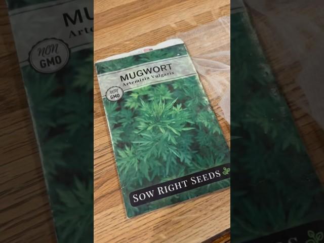 Cold Stratifying Mugwort Seeds  #gardening #perennial #selfsufficiency
