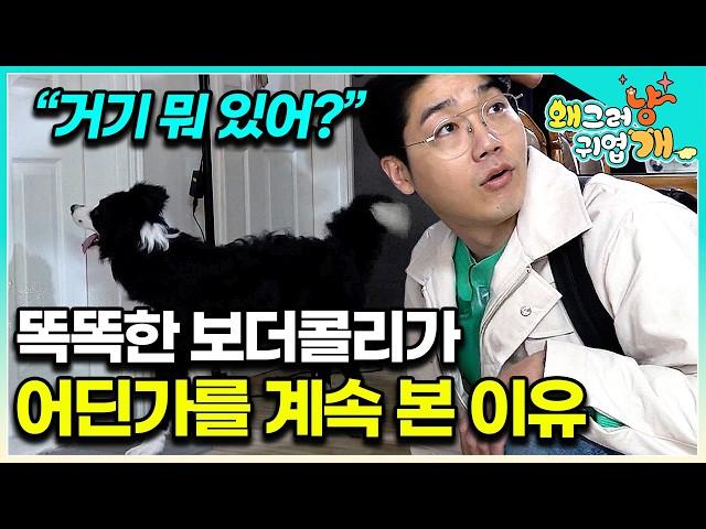“상당히 심각한 거예요” 세나개 최고난도 미스터리 견의 등장! 보더콜리의 눈에만 보이는 무언가?│#왜그러냥귀엽개