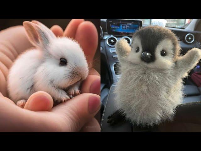 AWW Animals SOO Cute! Cute baby animals Videos Compilation cute moment of the animals #4