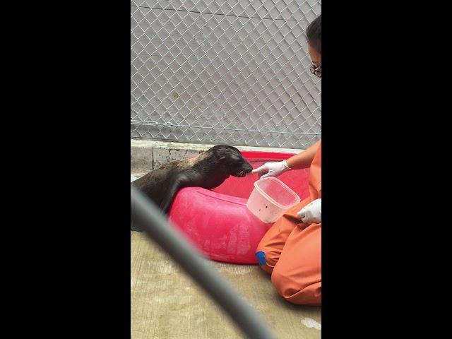 Sea lion pup suckling fish for the first time!