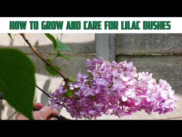 Lilac Plant - Lilac Growing Conditions - How To Care For Lilac Bushes