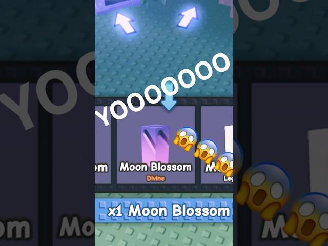 1000x Moonlit Points | Grow A Garden Roblox MOON BLOSSOM?!? 🪻 