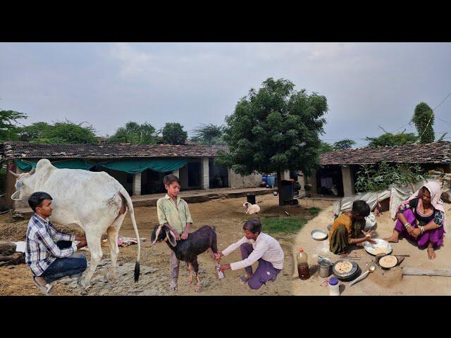 Traditional Desert Village Life In Rajasthan | Cow Milking | Goat Milking | Rural Life In India