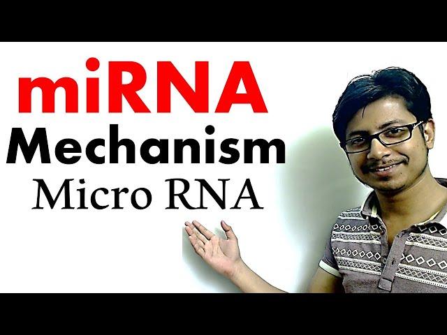 miRNA | micro RNA mechanism of gene silencing