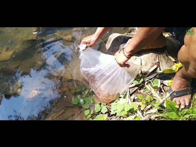 Melepas ikan di sungai (pelestarian)