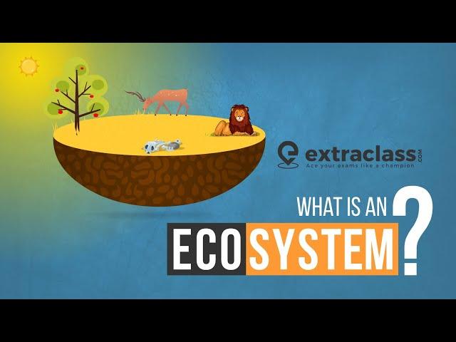 What is an Ecosystem | Biology | Extraclass.com