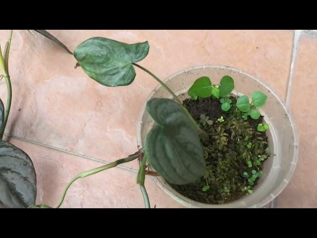 Philodendron Brandiatum #philodendronbrandtianum #philodendron