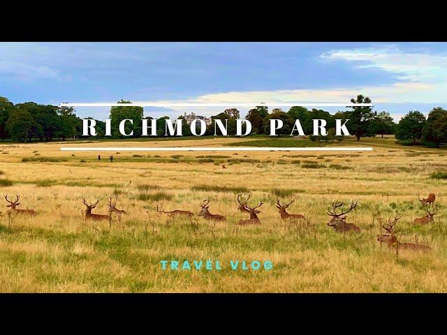 Richmond Park, London | Staying Local