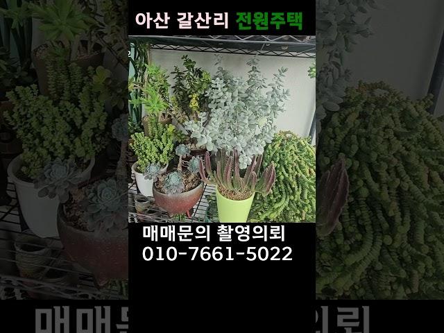 N.1005 아산시내가 한눈에 보이는, 넓은 마당에  소나무가 이쁜 전원주택#천안부동산 #아산부동산 #천안전원주택 #아산전원주택