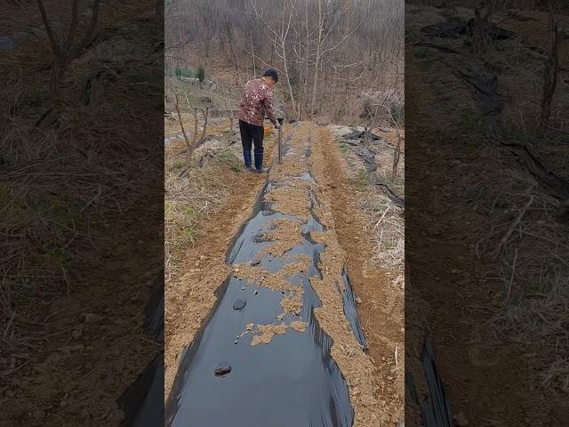 감자심는 강촌농부 #자급자족 #강촌농부 #귀촌 #강원도 #건강한삶 #고도비만탈출 #자연인 #자연밥상 #감자  #자연인  #봄 #진달래 #시골집 #농가
