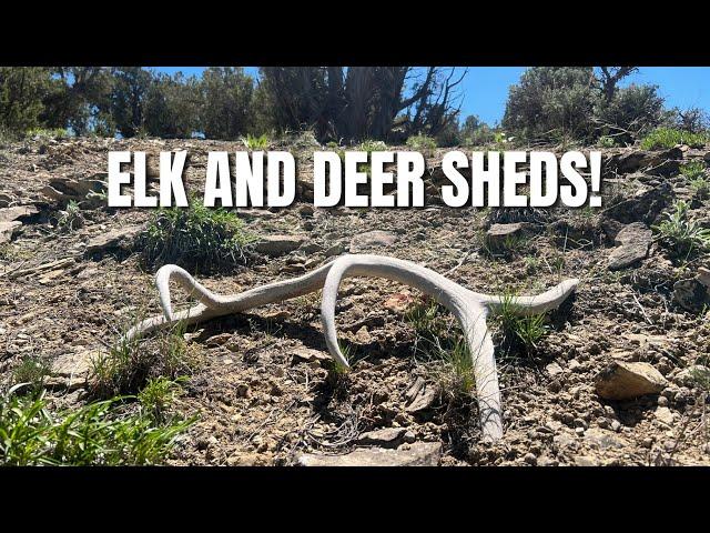 SHED HUNTING | COLORADO | PUBLIC LAND | ELK AND DEER SHEDS | KANSAS PEEPS