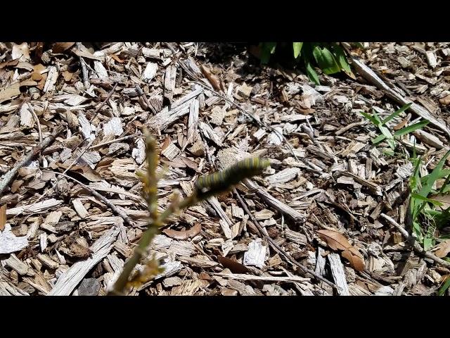 Tracy's butterfly garden 2018.
