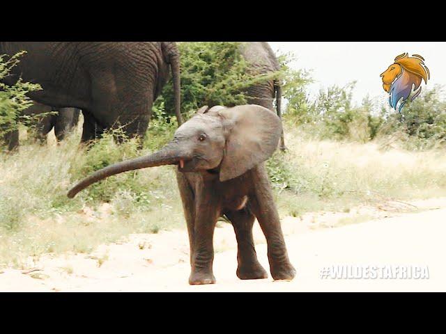Flapping Ears and Swinging Trunks | Wildest Kruger Sightings