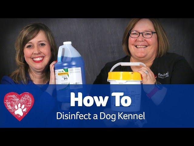 How to Disinfect a Kennel