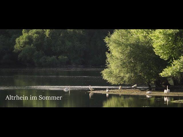 Sommer am Altrhein